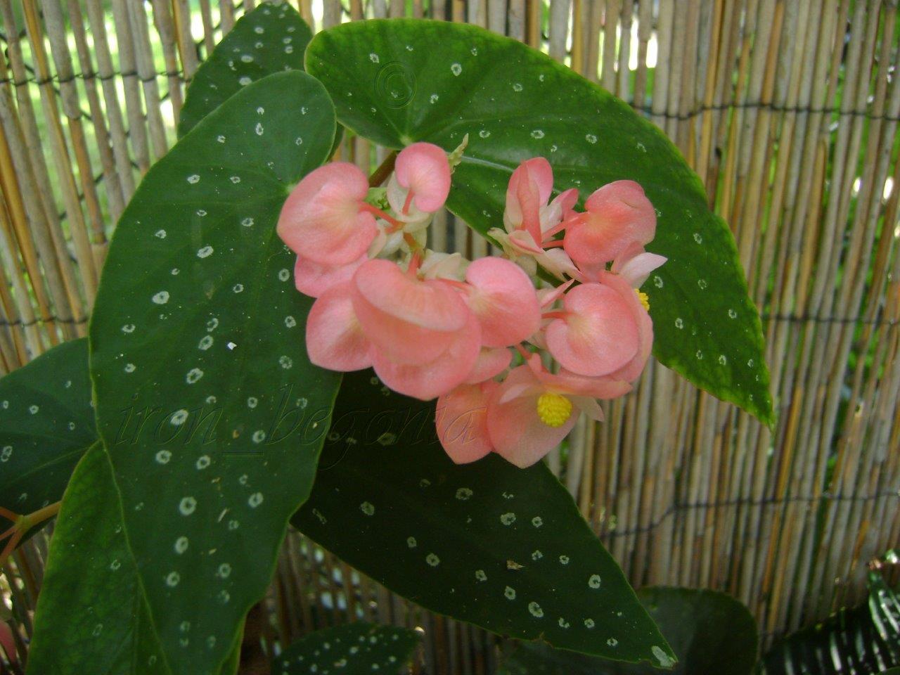 B. ‘Audrey Grant’